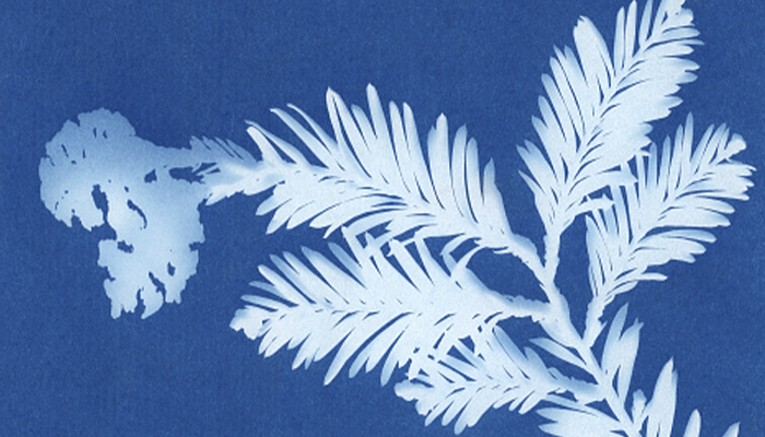 Cianotipia de plantas