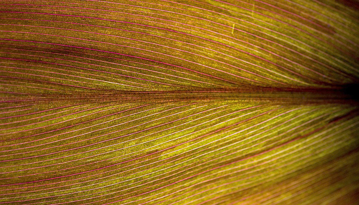 Fotografía macro abstracta Fotografía macro abstracta