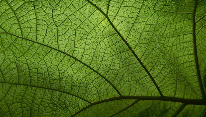 Fotografía macro de naturaleza Fotografía macro de naturaleza