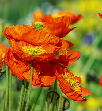 Amapolas para antotipia Amapolas para antotipia
