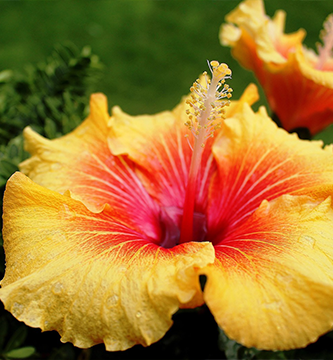 Hibisco para antotipia Hibisco para antotipia