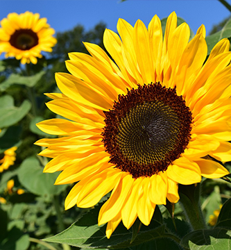 Pétalos de girasol para antotipia Pétalos de girasol para antotipia