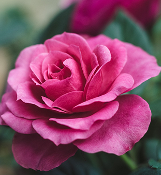 Pétalos de rosa para antotipia Pétalos de rosa para antotipia