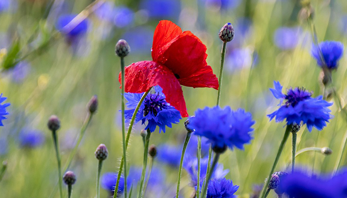 flores de colores para antotipia flores de colores para antotipia